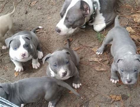 Pitbull Puppies For Sale Dallas Tx